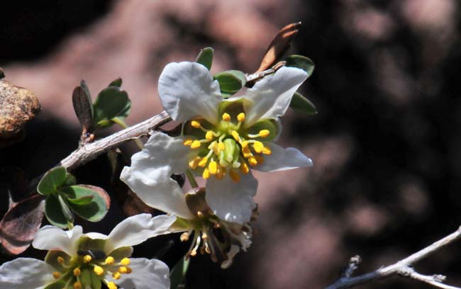 Crossosoma bigelovii, Ragged Rockflower, Southwest Desert Flora Crossosoma bigelovii, Ragged Rockflower, Southwest Desert Flora